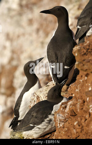 Comune di guillemot (Uria aalge), guillemots su una roccia, Germania, Schleswig-Holstein, Isola di Helgoland Foto Stock