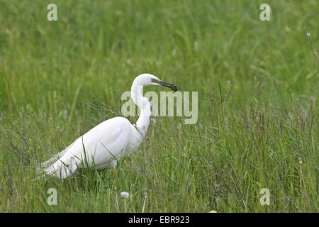 Airone bianco maggiore, Airone bianco maggiore (Egretta alba, Casmerodius Albus, Ardea alba), con catturato lizard in un prato, STATI UNITI D'AMERICA, Florida Everglades National Park Foto Stock