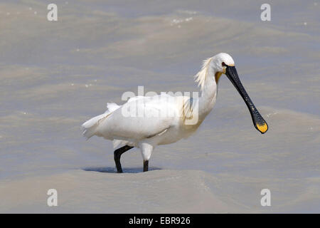 White spatola (Platalea leucorodia), guadare acqua, Austria, Neusiedler See Parco Nazionale Foto Stock