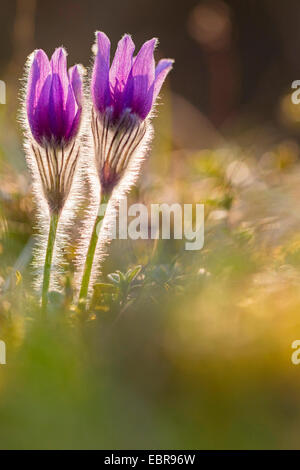 "Pasque flower, pasqueflower, comune "pasque flower, Dane il sangue (Pulsatilla vulgaris), due fiori, GERMANIA Baden-Wuerttemberg Foto Stock