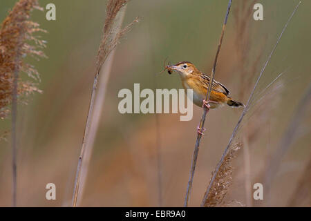 Zitting cisticola (Cisticola juncidis), con la preda nel disegno di legge Foto Stock