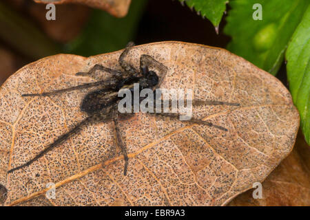 Spotted wolf spider, Massa spider (Pardosa amentata), subadult maschio, Germania Foto Stock