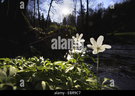Legno (anemone Anemone nemorosa ,), in corrispondenza di un lungo fiume nella parte anteriore del sol levante, in Germania, in Sassonia, Vogtland Foto Stock