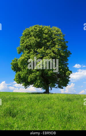 Basswood, tiglio, tiglio (Tilia spec.), singolo lime tree in un prato in primavera, Svizzera, Zuercher bernese Foto Stock