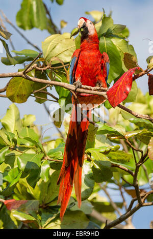 Scarlet Macaw (Ara Macao), seduto su un albero di alimentazione sulle foglie, Costa Rica Foto Stock