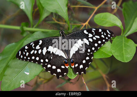 A coda di rondine a scacchi (Papilio demoleus), seduta su una foglia Foto Stock