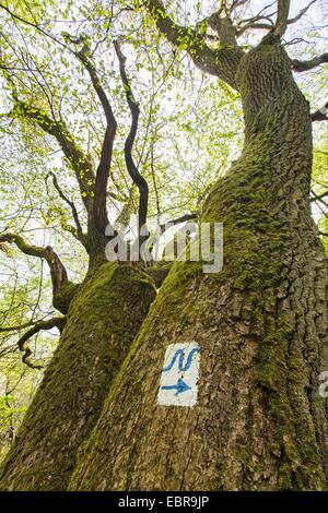 Comune di Quercia farnia, farnia (Quercus robur), mossy querce con escursionismo segno Neckarsteig, GERMANIA Baden-Wuerttemberg, Neckarsteig, Naturpark Neckartal-Odenwald Foto Stock