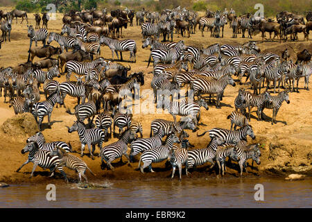 Mandria di zebre e wildebeests sulla riva del fiume, Kenia Masai Mara National Park Foto Stock
