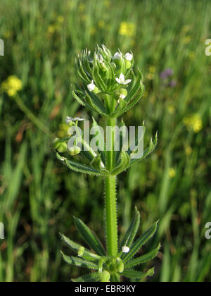 Bedstraw threehorn, rough-frutto di mais (bedstraw Galium tricornutum), con fiori e frutti giovani, Spagna, Balearen, Maiorca Foto Stock