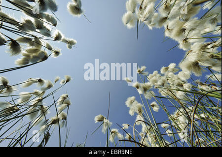 Comune di cotone-erba, stretti e lasciava in cotone-erba (Eriophorum angustifolium), la fruttificazione, worm's eye, Germania, Bassa Sassonia Foto Stock