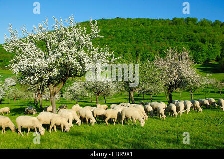 Apple tree (malus domestica), gregge di pecore in un albero da frutta prato presso la montagna locale di Aalen, Germania Baden-Wuerttemberg, Aalen Foto Stock