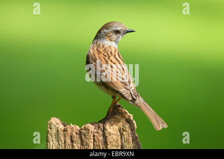 Dunnock (Prunella modularis), seduto su un palo da recinzione e guardandosi attorno, in Germania, in Renania settentrionale-Vestfalia Foto Stock