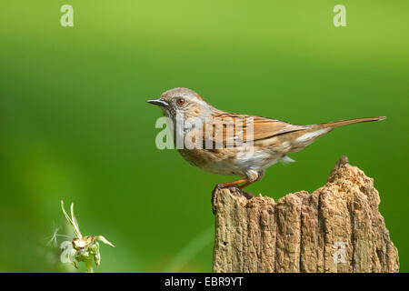 Dunnock (Prunella modularis), seduto su un palo da recinzione , in Germania, in Renania settentrionale-Vestfalia Foto Stock