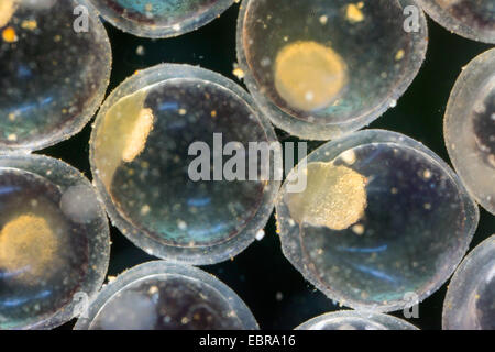 Pike, northern luccio (Esox lucius), uova, morula stage, cell dividion inizia sopra il tuorlo strato, Germania Foto Stock