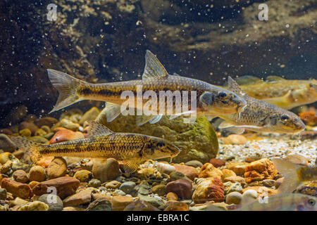 Spinotto (Gobio gobio), maschio con colorazione nuziale, Germania Foto Stock