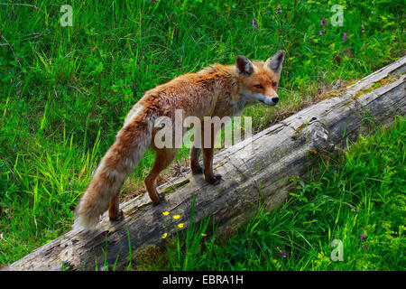Red Fox (Vulpes vulpes vulpes), si erge su un albero rovesciato tronco, Svizzera Foto Stock