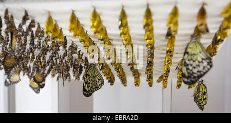 Albero Bianco Ninfa, aquilone di carta, carta di riso butterfly (Idea leuconoe), in un allevamento di farfalle, con pupas in background Foto Stock