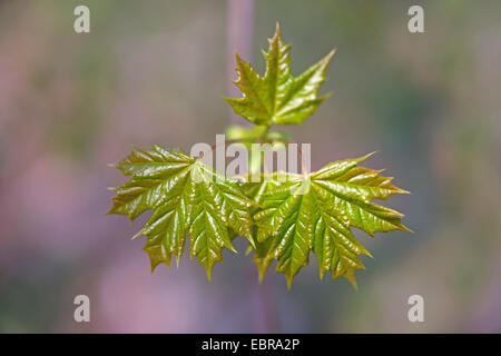Norvegia (acero Acer platanoides), verde primavera, sparare og giovani foglie di acero, in Germania, in Renania settentrionale-Vestfalia Foto Stock