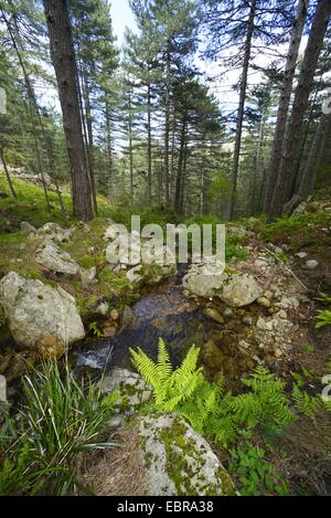 Fonte creek nel paesaggio di montagna, Francia, Corsica, Col de Bavella Foto Stock