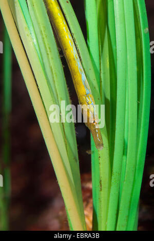 Straight-naso (pipefish Nerophis ophidion), Capo primo tra praterie Foto Stock