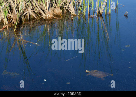 Rosso-eared tartaruga, rosso-eared slider (Pseudemys scripta elegans, Trachemys scripta elegans, Chrysemys scripta elegans), nuoto, Bulgaria, Biosphaerenreservat Ropotamo Foto Stock