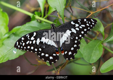 A coda di rondine a scacchi (Papilio demoleus), seduta con ali aperte su uno stelo Foto Stock