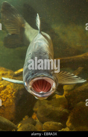 Bighead carp (Hypophthalmichthys nobilis, Aristichthys nobilis), con la bocca aperta Foto Stock