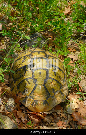 Eurasian sperone-thighed tartaruga, sperone mediterraneo-thighed, tartaruga testuggine comune, tartaruga greca (Testudo graeca ibera, Testudo ibera), vista posteriore, Bulgaria, Biosphaerenreservat Ropotamo Foto Stock