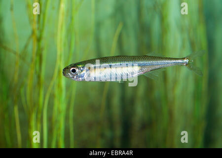 Sandsmelled, sabbia puzzava (Atherina presbyter), nuoto Foto Stock