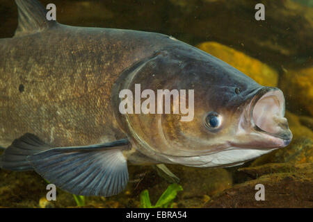 Bighead carp (Hypophthalmichthys nobilis, Aristichthys nobilis), ritratto con la bocca aperta Foto Stock