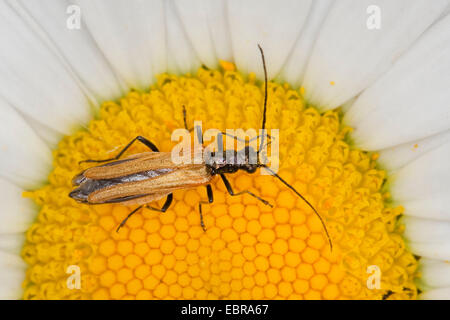 Il polline-alimentando Beetle, spesse zampe coleottero di fiori, false blister beetle, polline-alimentando beetle (Oedemera femorata), femmina su un fiore, Germania Foto Stock