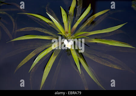 Il granchio-artiglio, acqua-soldato (Stratiotes aloides), fioritura, Germania Foto Stock