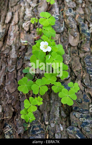 Comune acetosa in legno, legno-sorrel, irlandese shamrock (Oxalis acetosella), in fiore nel tronco di un albero di pino, in Germania, in Renania settentrionale-Vestfalia Foto Stock