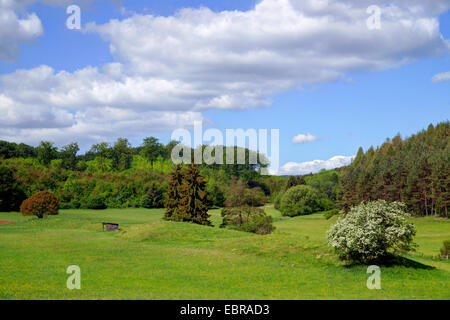 Zona collinare il bosco e i prati con il biancospino in fiore in primavera, in Germania, in Renania settentrionale-Vestfalia, Eifel, Alendorf Foto Stock