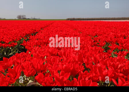 Giardino in comune tulip (Tulipa spec.), campo di tulipani rossi, Paesi Bassi, Julianadorp Foto Stock