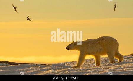 Orso polare (Ursus maritimus), nella luce della sera con uccelli di mare, Norvegia Isole Svalbard Foto Stock