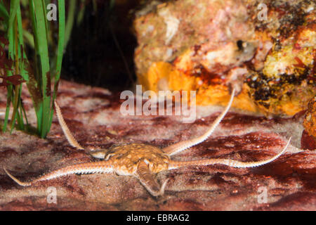 Ampia di sabbia (brittlestar Ophiura ophiura, Ophiura texturata), sul terreno Foto Stock