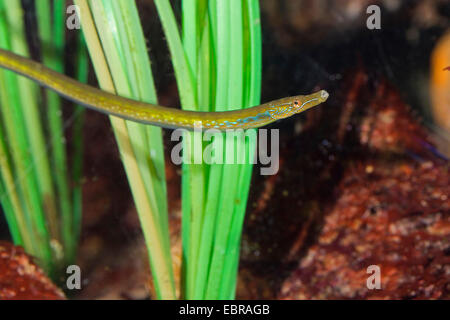 Straight-naso (pipefish Nerophis ophidion), nuoto Foto Stock