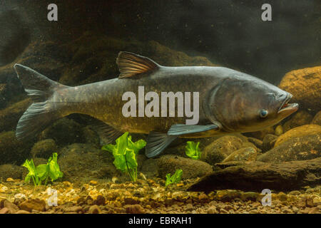 Bighead carp (Hypophthalmichthys nobilis, Aristichthys nobilis), nuoto Foto Stock