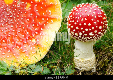 Fly agaric (amanita muscaria), tossici i funghi in un prato, in Germania, in Baviera, Alta Baviera, Baviera superiore Foto Stock