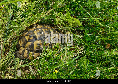 Eurasian sperone-thighed tartaruga, sperone mediterraneo-thighed, tartaruga testuggine comune, tartaruga greca (Testudo graeca ibera, Testudo ibera), scavate toirtoise, Bulgaria, Biosphaerenreservat Ropotamo Foto Stock