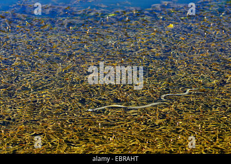 Balkan biscia dal collare (Natrix natrix persa), biscia nuoto tra piante galleggianti, Turchia, Tracia, Europaeische Tuerkei Foto Stock