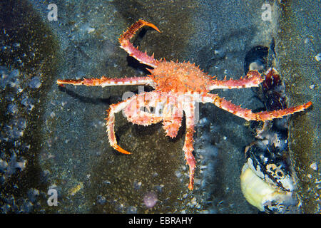 Nord pietra granchio, granchio reale (Lithodes maja, Lithodes maja, Lithodes arctica), su una pietra Foto Stock