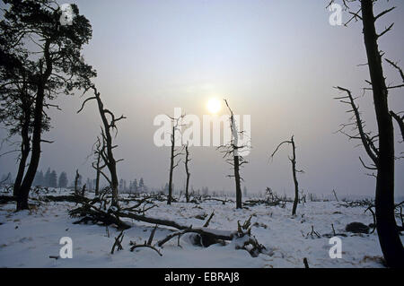 Gli alberi morti di fronte ad un avvicinamento invernali tempesta, Belgio, Baraque de Michel, Hohes Venn-Ostbelgien Foto Stock