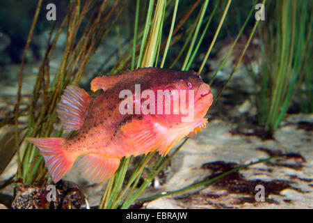 Lumpsucker, ciclottero, Gallina-pesce, henfish, mare hen (Cyclopterus lumpus), maschio Foto Stock