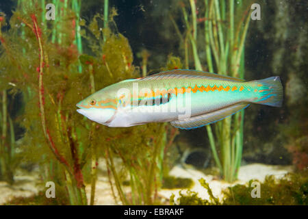 Mediterraneo donzelle, donzelle, Mediterraneo rainbowfish (Coris julis, Labrus julis), maschio Foto Stock