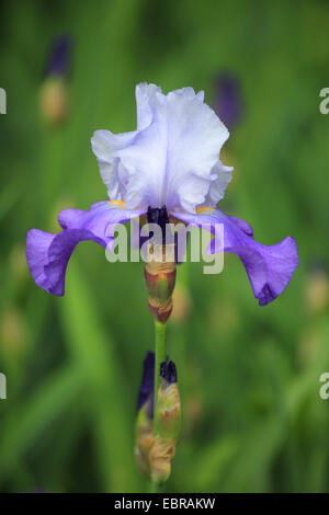 Giardino iris, Tedesco, iris iris barbuto, Fleur de Lis (Iris germanica), fiore Foto Stock