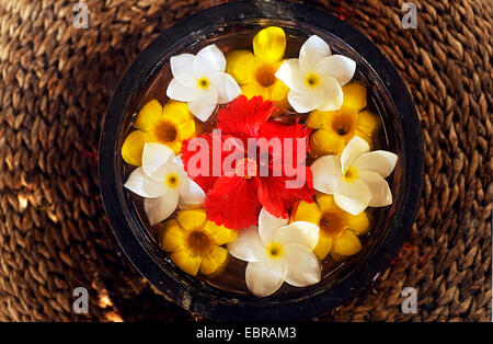 Fiori tropicali in una pentola per la decorazione, Seicelle Foto Stock