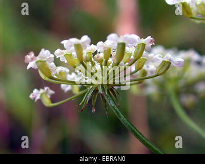 Grande (pignut Bunium bulbocastanum, Bunium bulbocastaneum), parte di un'infiorescenza, Germania Foto Stock