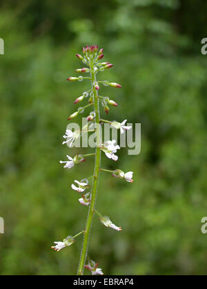 Incantatore's-nightshade (Circaea lutetiana), infiorescenza, Germania Foto Stock